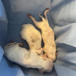 Cocker Spaniel Puppies from Little Creek Cocker Spaniels
