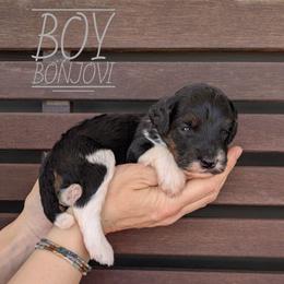 Bon Jovi - Tri-color male Bernedoodle puppy in Cambridge, Minnesota from Country Meadow Doodles