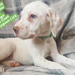 Oogie Boogie (Green Collar) Heterozygous LUA - White and orange male Dalmatian puppy in Raymondville, Missouri from Wagner's Dalmatian's