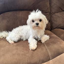 Stormy-READ all information - White female Maltese puppy in Asheville, North Carolina from TCBs Glowing Maltese