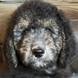 Aussiedoodles, Miniature Australian Shepherds, Poodles, and Toy Australian Shepherds from Blasted River Aussies and Poodles