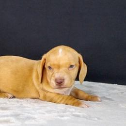 AKC Hunter - Red male Dachshund puppy in Christiansburg, Virginia from Little Legs Luxury Dachshunds LLC