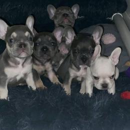 French Bulldog Puppies from Sanfranfrenchies