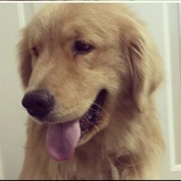 Bodie - Golden Retriever