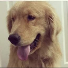 Bodie - Golden Retriever