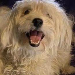 Saucy Wench - Coton de Tulear