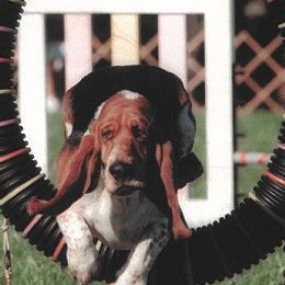 Basset Hounds from Bristlecone Basset Hounds