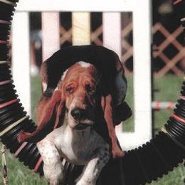 Basset Hounds from Bristlecone Basset Hounds