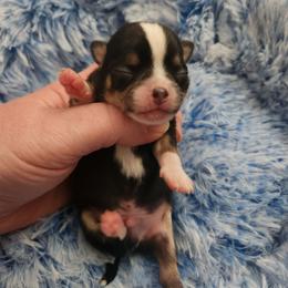 Alvin - Black and tan male Chihuahua puppy in Ashtabula, Ohio from Paw's & Awe's Chihuahuas