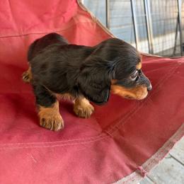 Jenna - Black and tan female Dachshund puppy in Conroe, Texas from Dots Dachshunds