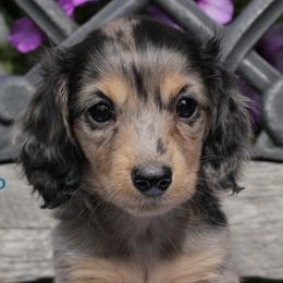 Dachshunds and Yorkipoos from Tiny Puppy Tails