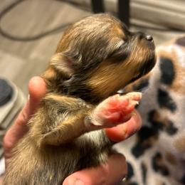 Hazel(nut) - Orange sable female Pomeranian puppy in Zavalla, Texas from Precious Puff Poms