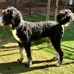 Wrigley - Bernedoodle