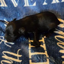 Lex - Black male Miniature Schnauzer puppy in Elgin, Iowa from Firefly Stables