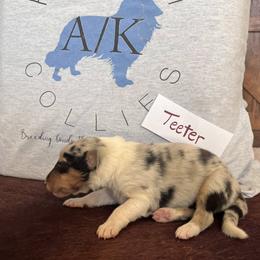 Collie Puppies from A/K Rough Collies