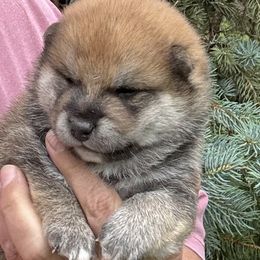 Boy 2 - Red male Shiba Inu puppy in Winthrop, Minnesota from Kayobi Shibas