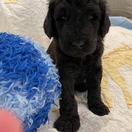 Poodle Puppies from Elysian Poodles