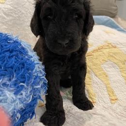 Poodle Puppies from Elysian Poodles