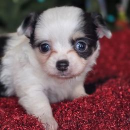 Rudy - Black and white male Chihuahua puppy in Plainfield, Indiana from Abby's Pampered Pooches