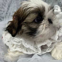 Shih Tzu Puppies from Bay Area Shih Tzu