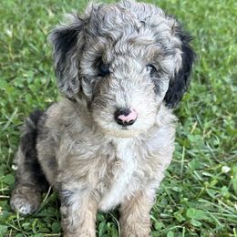 "Blue Merle Phantom ~ Male" Sheepadoodle Puppies from Dogwood Hills