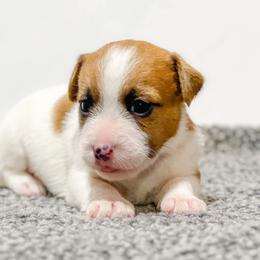 AKC Broken Coat 1750 - White and tan male Russell Terrier puppy in Denton County, Texas from T/K Jack Russell Terriers & Dryline Dachshunds
