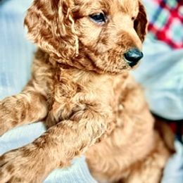 Goldendoodle Puppies from Loving Doodles