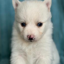 Malcolm - White male Pomsky puppy in Aberdeen, Idaho from Willow Creek Cresteds