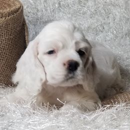 SOPHIE - Buff female Cocker Spaniel puppy in Byram, Mississippi from Chloe's Cocker Spaniels