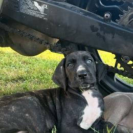 Nova - Brindle female Great Dane puppy in French Creek, West Virginia from Villa-Danes Von Kraus