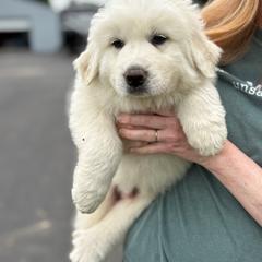 Great Pyrenees puppies from Blackmore Farm
