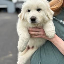 Great Pyrenees puppies from Blackmore Farm