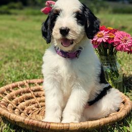 River - Tri-color female Bernedoodle puppy in Mount Pleasant, Tennessee from Amy Brewer