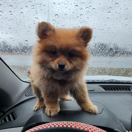Purple - Red female Pomeranian puppy in Fort Worth, Texas from Ramos' Pommies
