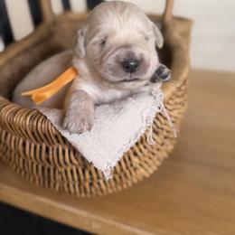 Male pick 1 - Light golden male Golden Retriever puppy in Colville, Washington from Columbia Ridge Goldens