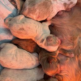 Boy 1 - Caramel cream male Australian Labradoodle puppy in East Granby, Connecticut from All-Spice Australian Labradoodles