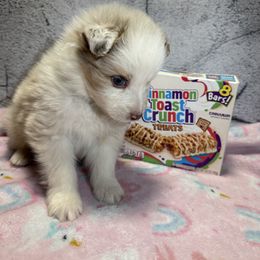 Crunch - Red merle male Australian Shepherd puppy in Warsaw, Missouri from Siercks Ranch Aussies