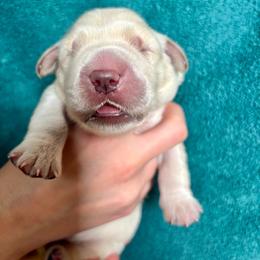 Boy 4 - Light golden male Golden Retriever puppy in Howell Township, New Jersey from Hunnypot Goldens