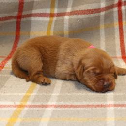 Rosemary - Dark golden female Golden Retriever puppy in New Weston, Ohio from Bertke AKC Golden Retrievers and Bernese Mountain Dogs