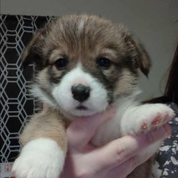 Sally - Sable female Pembroke Welsh Corgi puppy in Saint John, Washington from Fuzzbutt Farms LLC