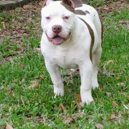 American Bully Puppies from Bolt Action Kennel