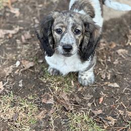 Kade - Brindle male Dachshund puppy in Michigan from M.H.P Dachshunds