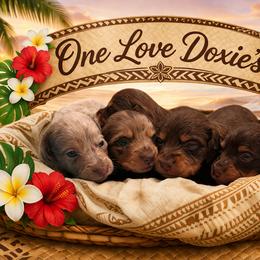 Dachshund puppies from One Love Doxies