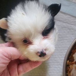 Boy 4 - Black and tan male Pembroke Welsh Corgi puppy in Grand Blanc, Michigan from Dellinger's Corgi's