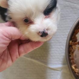 Boy 4 - Black and tan male Pembroke Welsh Corgi puppy in Grand Blanc, Michigan from Dellinger's Corgi's