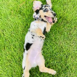 Dachshund Puppies from Meldox