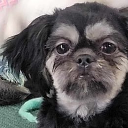 Shih Tzus and Yorkshire Terriers from Morning Glory Kennels