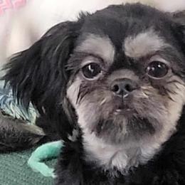 Shih Tzus and Yorkshire Terriers from Morning Glory Kennels