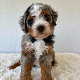 Titanium - Blue merle male Bernedoodle puppy in Concord, California from Golden State Good Dogs