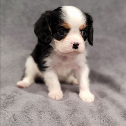 Albi - Tri-color male Cavalier King Charles Spaniel puppy in Cresthill, Illinois from KonopkaKennelsLLC